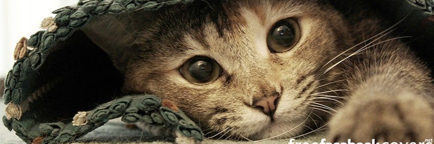 bruninha85ps's profile banner image