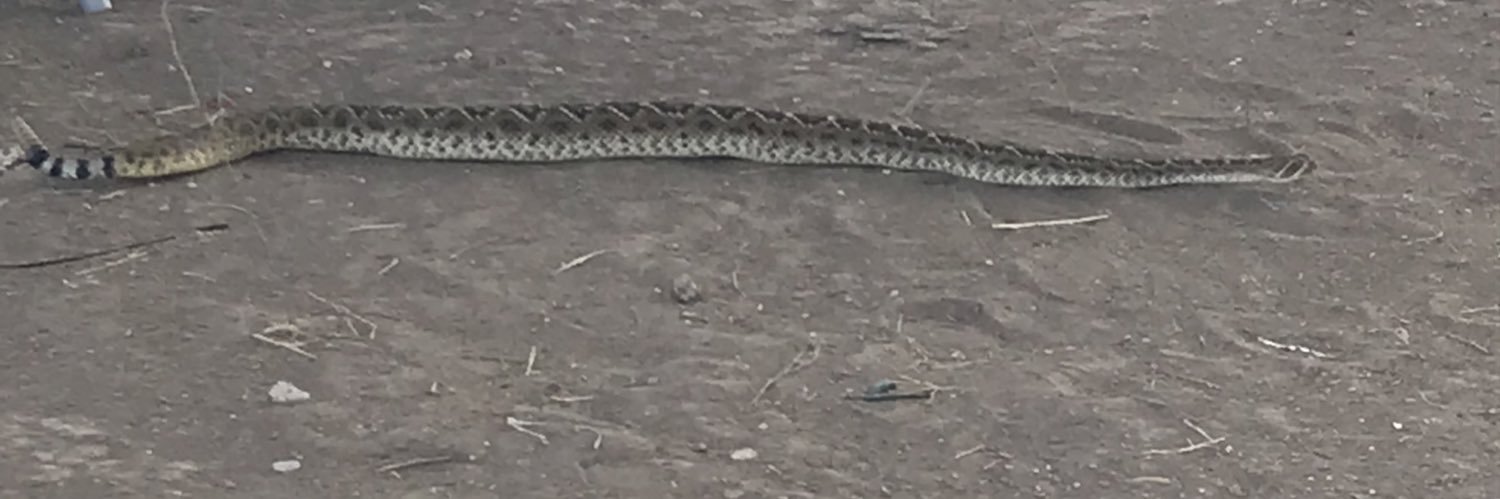 Rafael Cisneros Jr banner