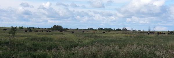 Skatch_miniVan Profile Banner