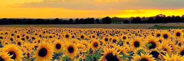 danielaeflores's profile banner image