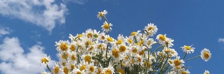 ✰♡ꕤℒ𝒾𝓉𝓉𝓁ℯ 𝓅𝓇𝒾𝓃𝒸ℯ 𝒻𝓇ℴ𝓂 ℬ612 ☘︎ ✰ banner