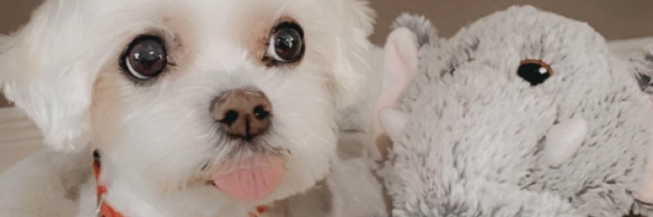 lexiecapparelli's profile banner image