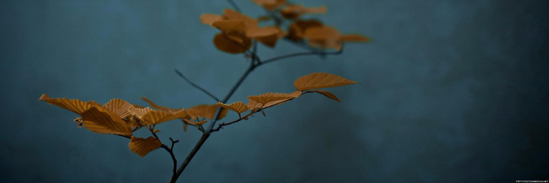 Rusticatrix's profile banner image