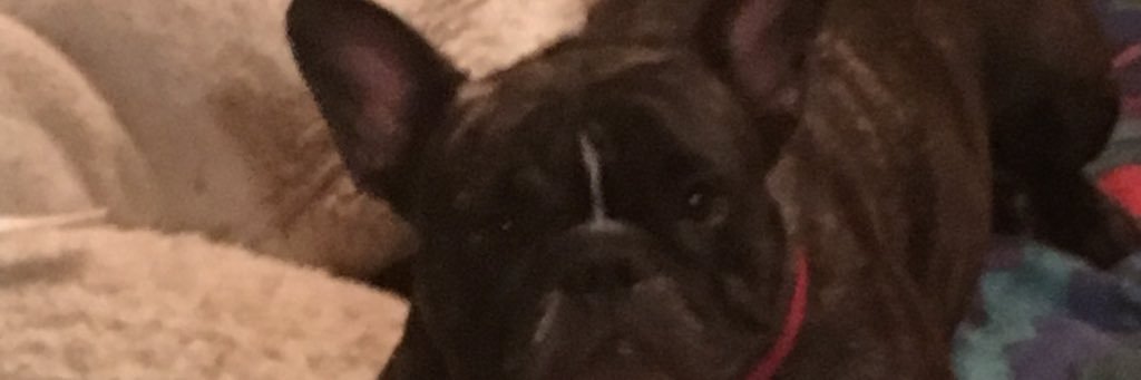 niecybizzness's profile banner image