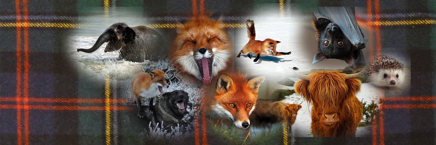 FoxxyJ73's profile banner image