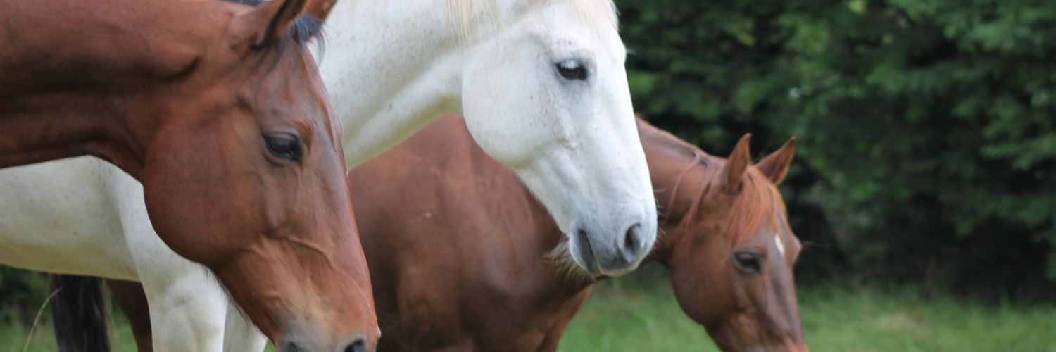juansimonvl's profile banner image
