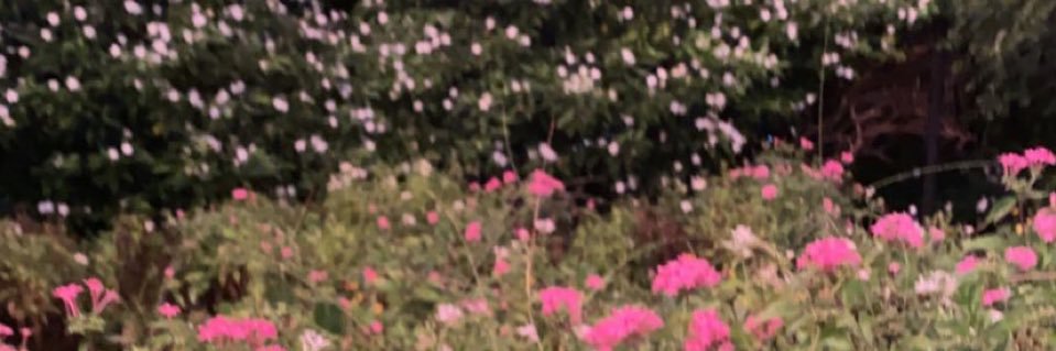 michael🌊 banner