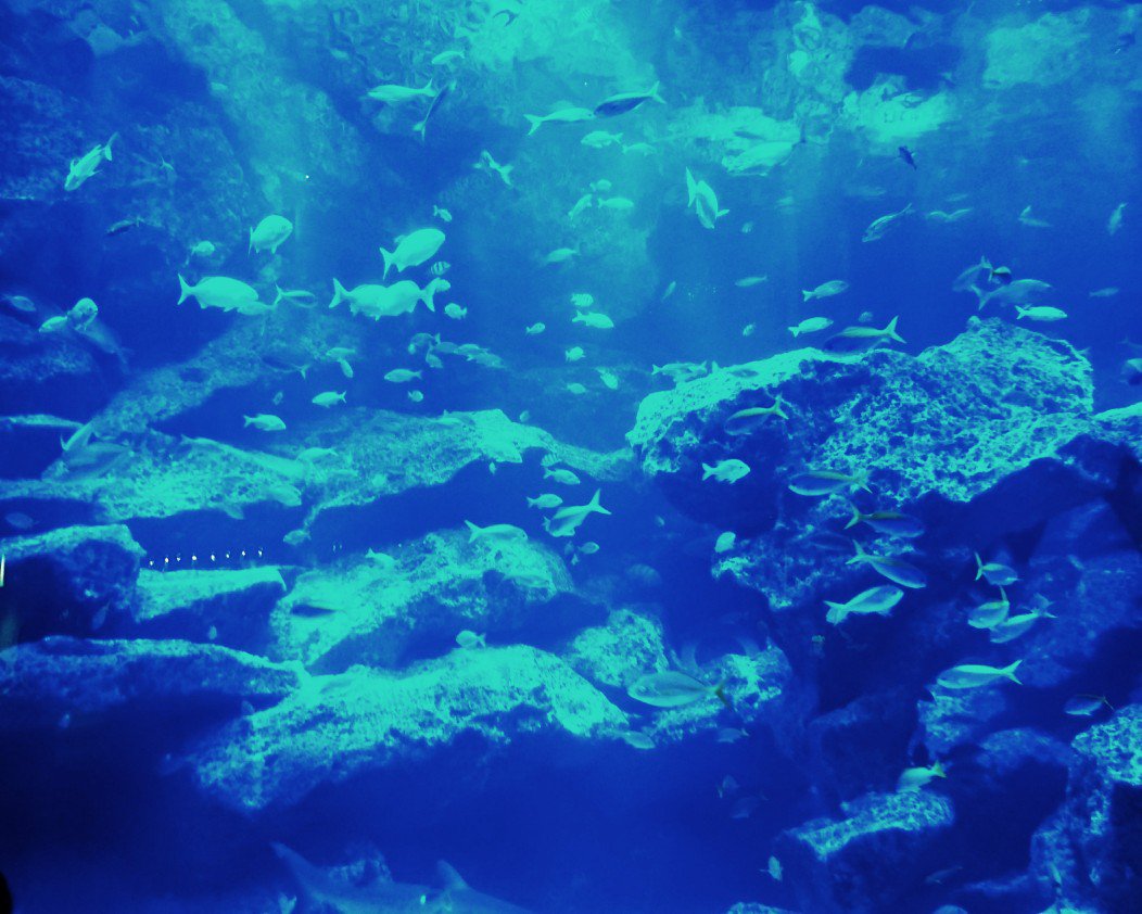 fur_seal_bot's profile banner image