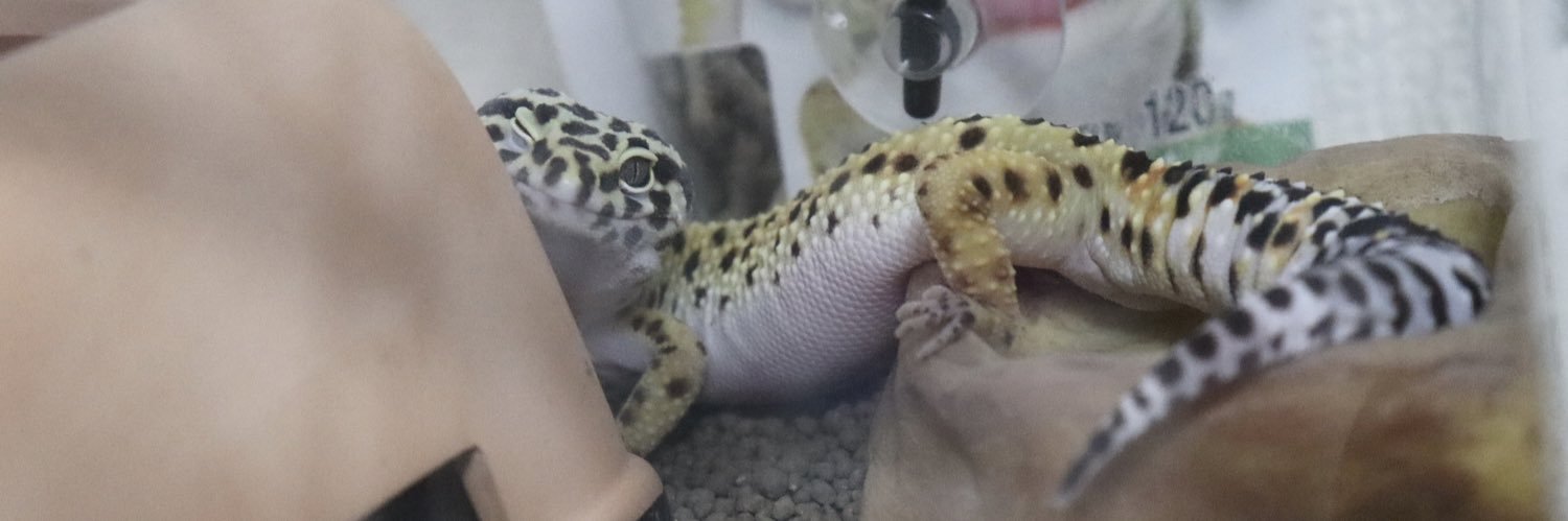 Hayakekeke's profile banner image