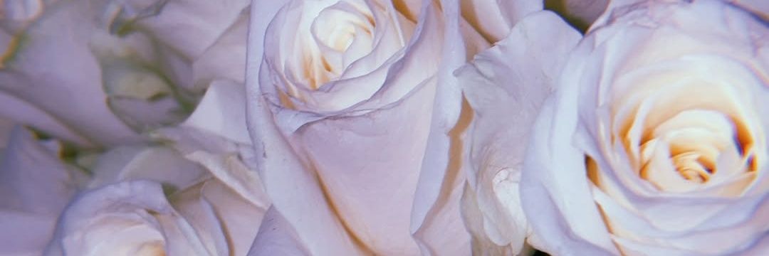 ノラン banner