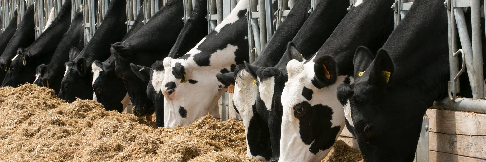 GeorgeFarmVet's profile banner image