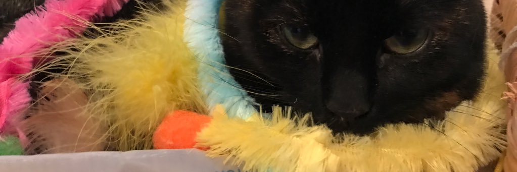 mGeorgeous's profile banner image