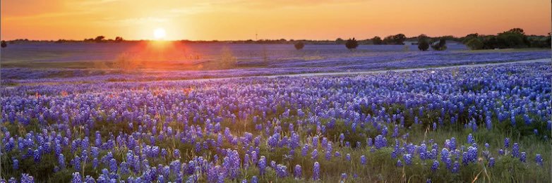 Jennifer Zedaker banner