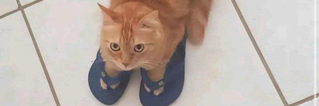 gatowithcholas's profile banner image