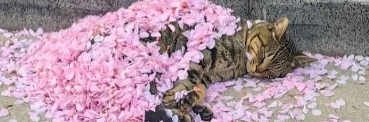 og_rnr's profile banner image