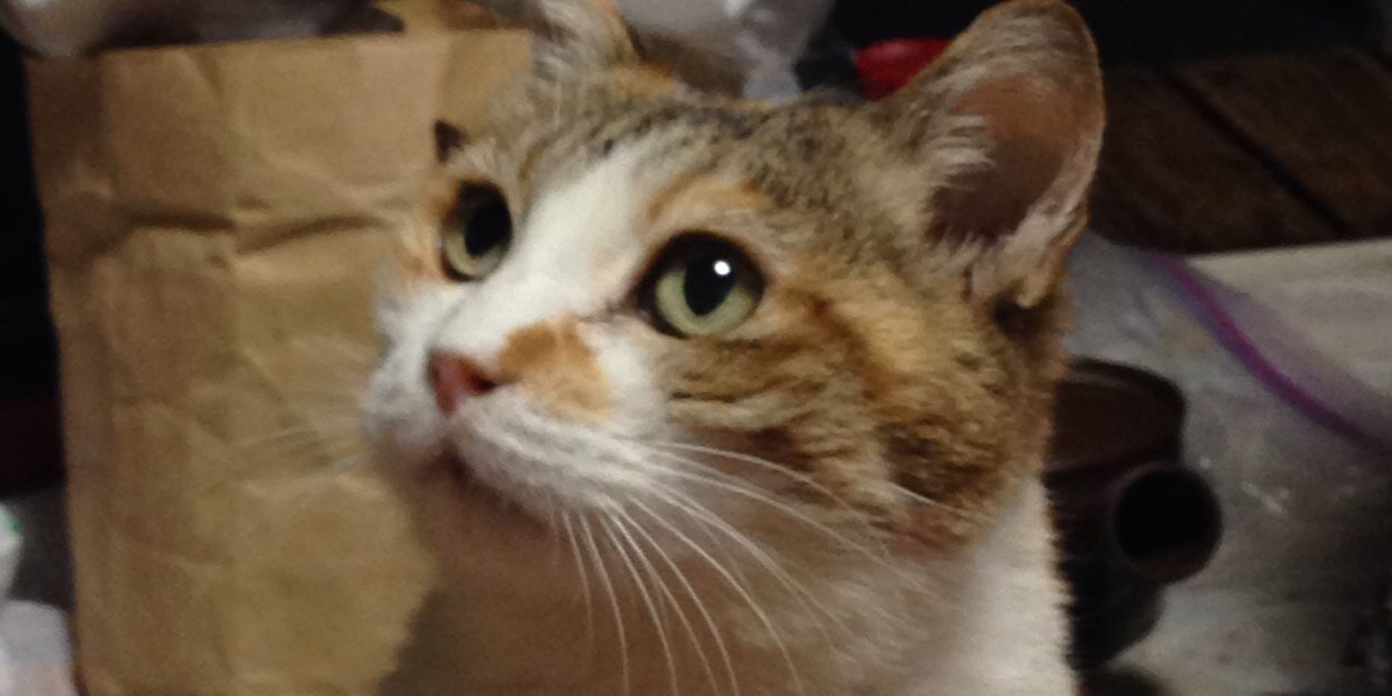 0210Cat's profile banner image