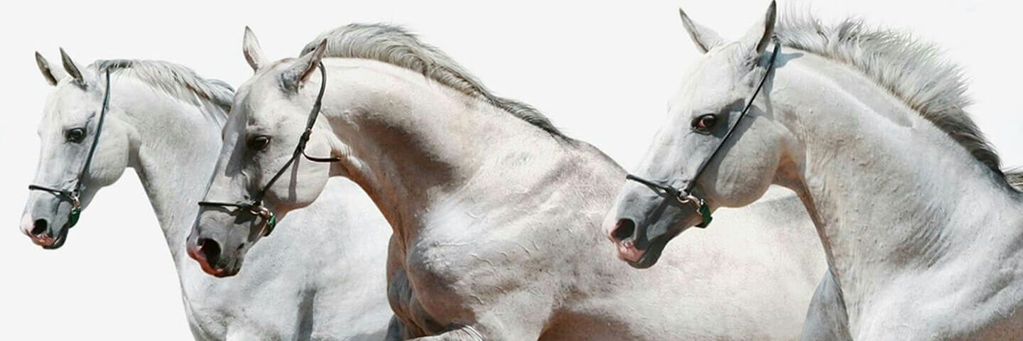 ubishuuu's profile banner image
