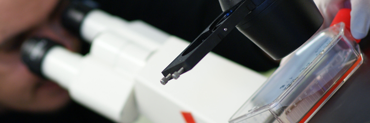 EpimiRNA project banner