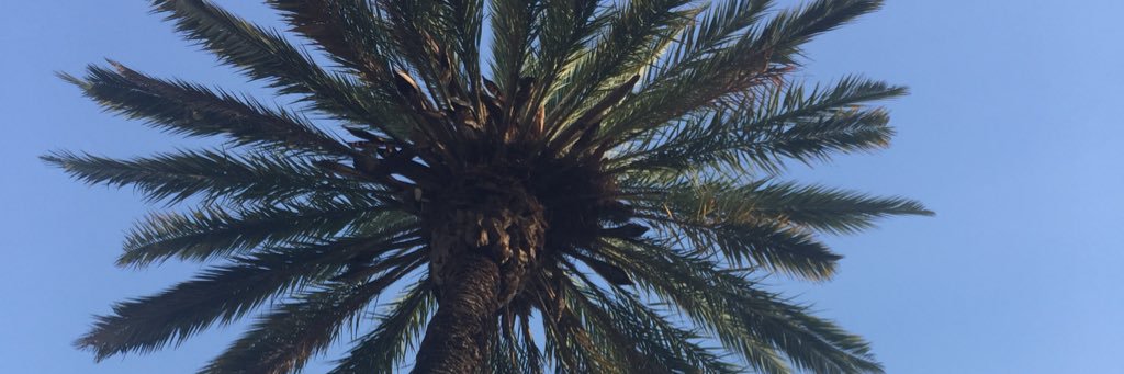 lilybuii's profile banner image