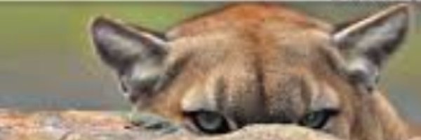 RawMeat_FB Profile Banner