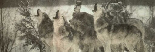lalowx's profile banner image