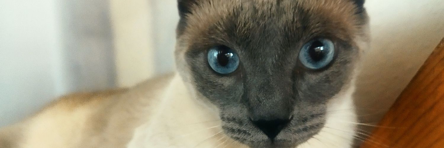 LealExe's profile banner image
