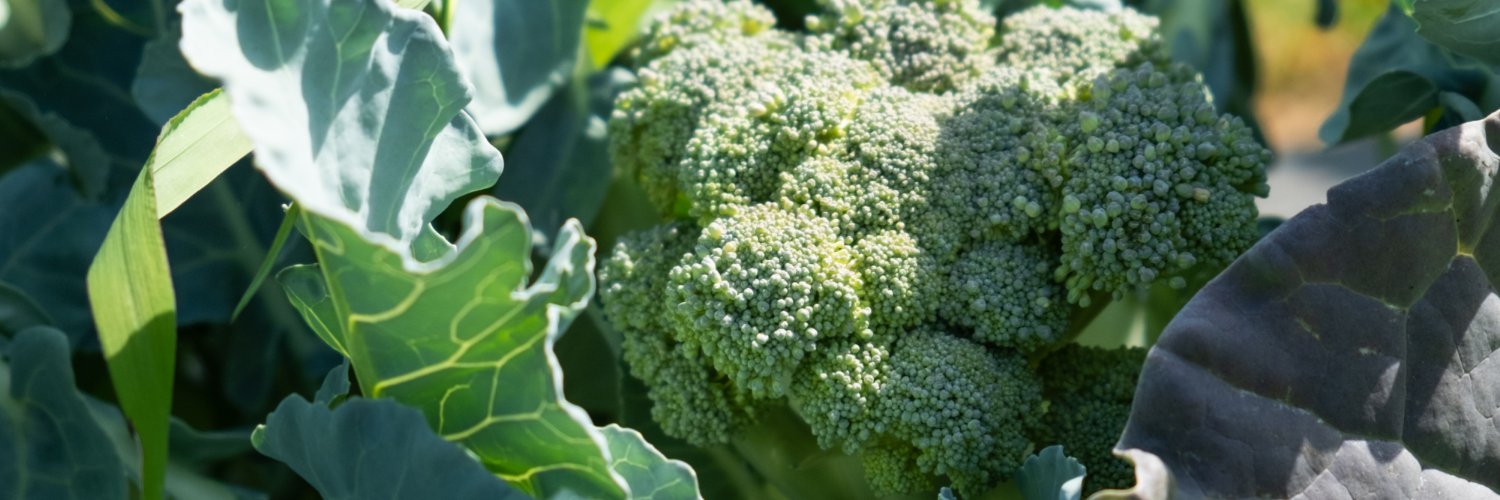 The Common Market Southeast banner