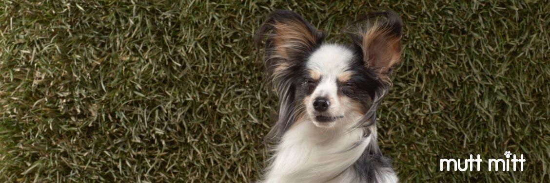 muttmitt's profile banner image