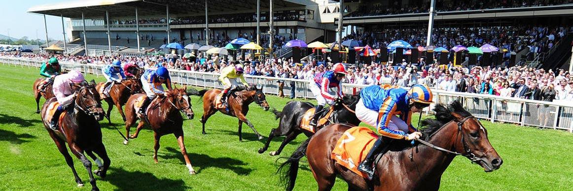 Turf Tipster banner