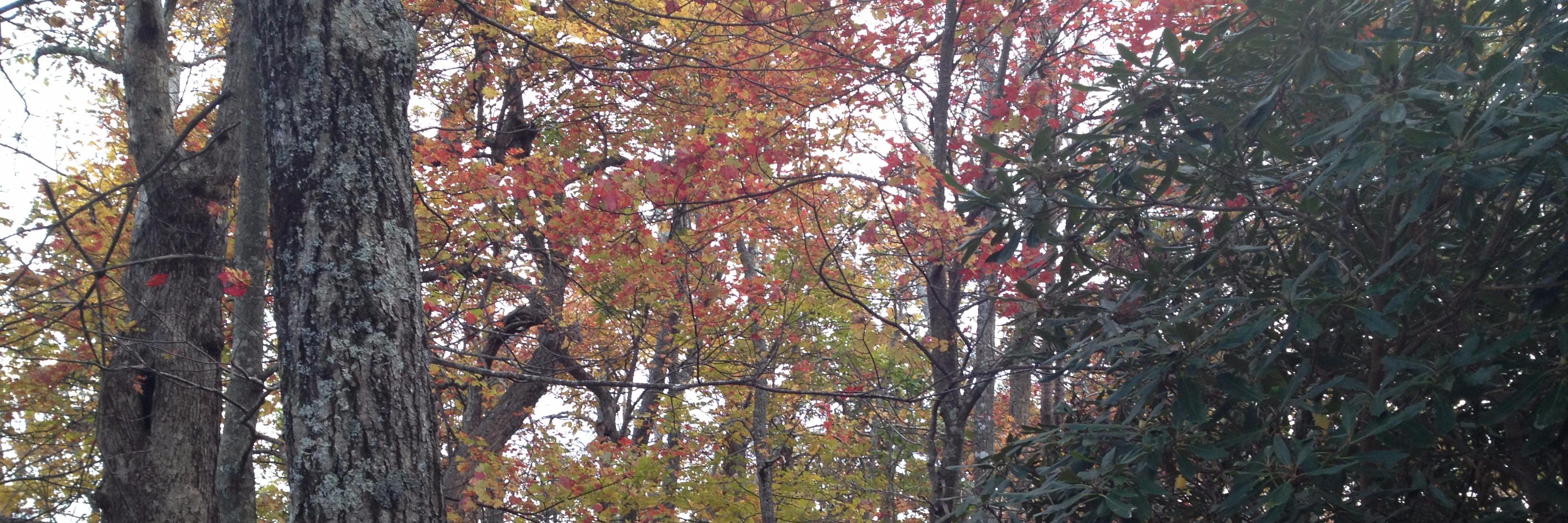 Darlene Epley banner