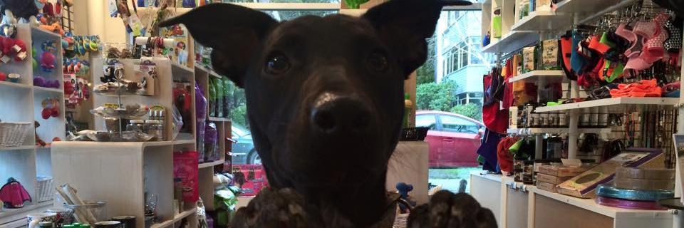 Paws_onCook's profile banner image