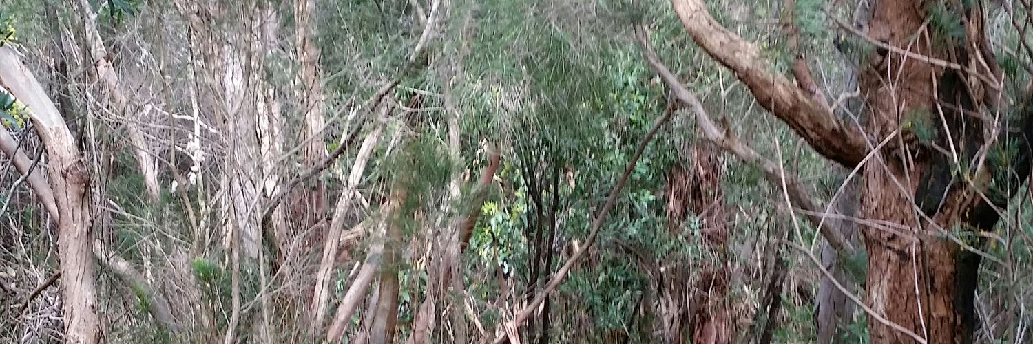 Rebecca Seaton banner