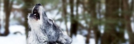 HeartAndTeeth's profile banner image