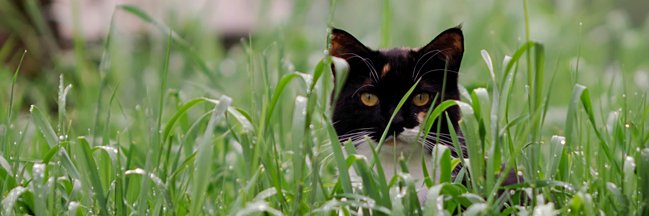 Bham_neutering's profile banner image