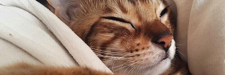 bengal_pyu's profile banner image