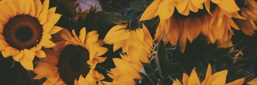 paigejansen01's profile banner image