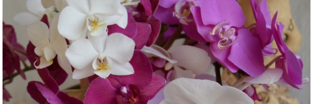 Pulcher2's profile banner image