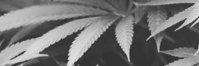 vegasgreenguy's profile banner image