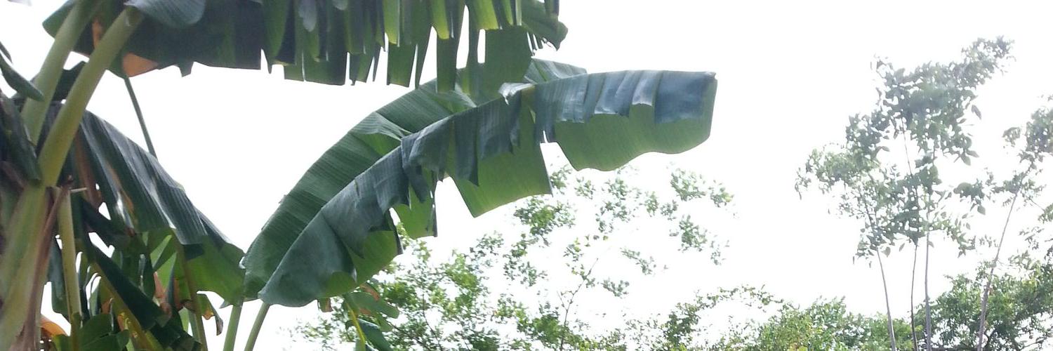 perezherrera's profile banner image