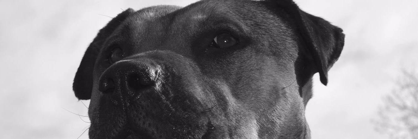 WhinesLickers's profile banner image