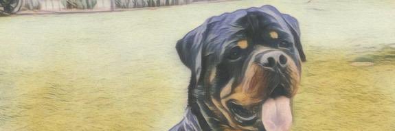 Dat_Oreo34's profile banner image