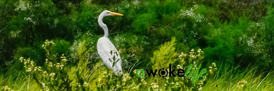awokelife's profile banner image