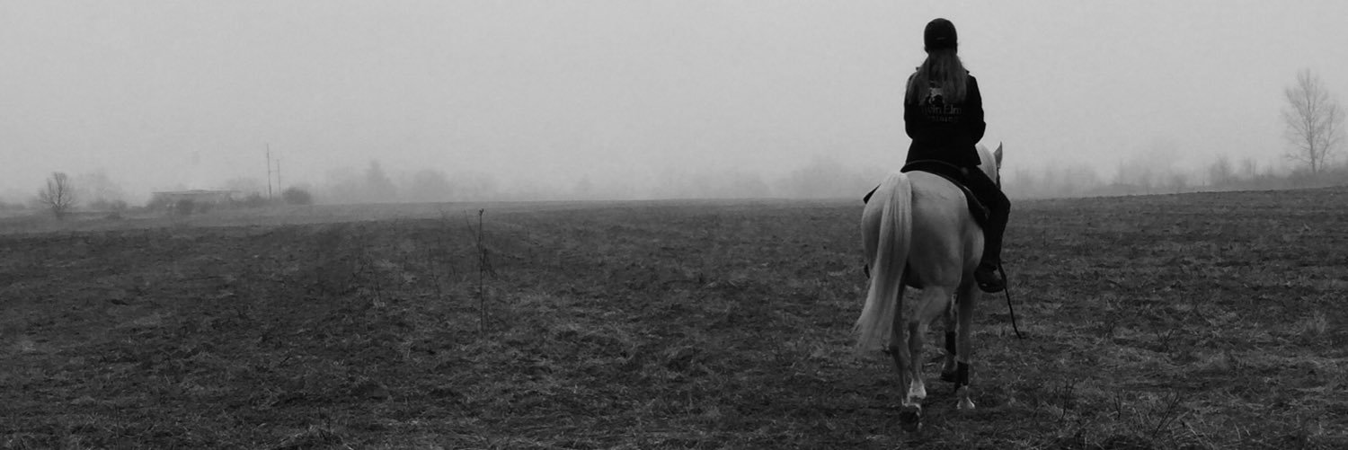 stablehorses's profile banner image