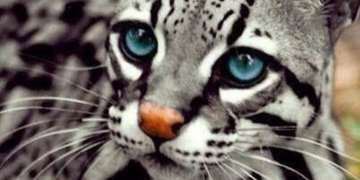 isa :) banner