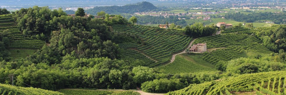 altuswine's profile banner image