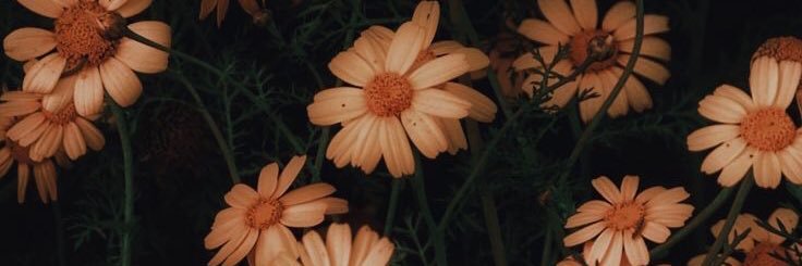 irienoxie's profile banner image