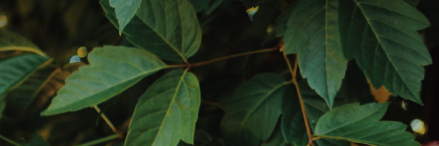 talipardo's profile banner image