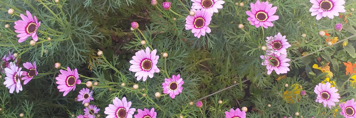 zeynepx74's profile banner image