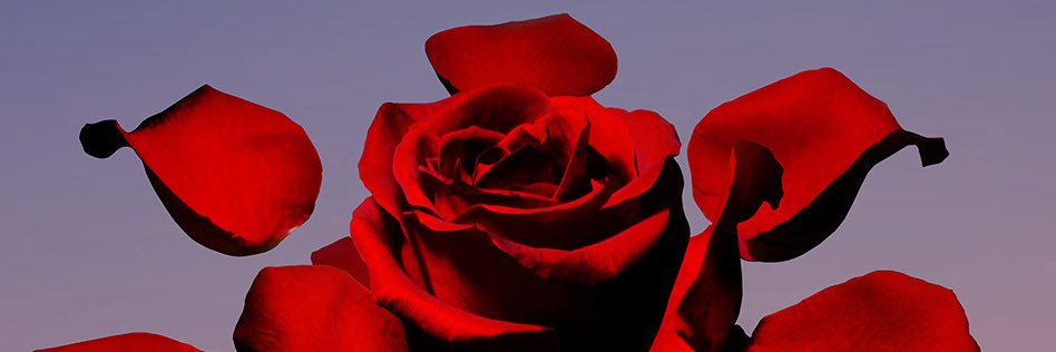 SenseiShutter's profile banner image