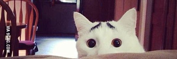 katzz77 Profile Banner